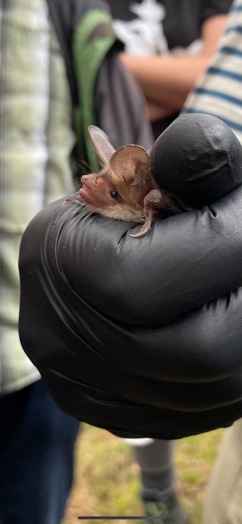 Bechstein's Bat (Myotis bechsteinii)