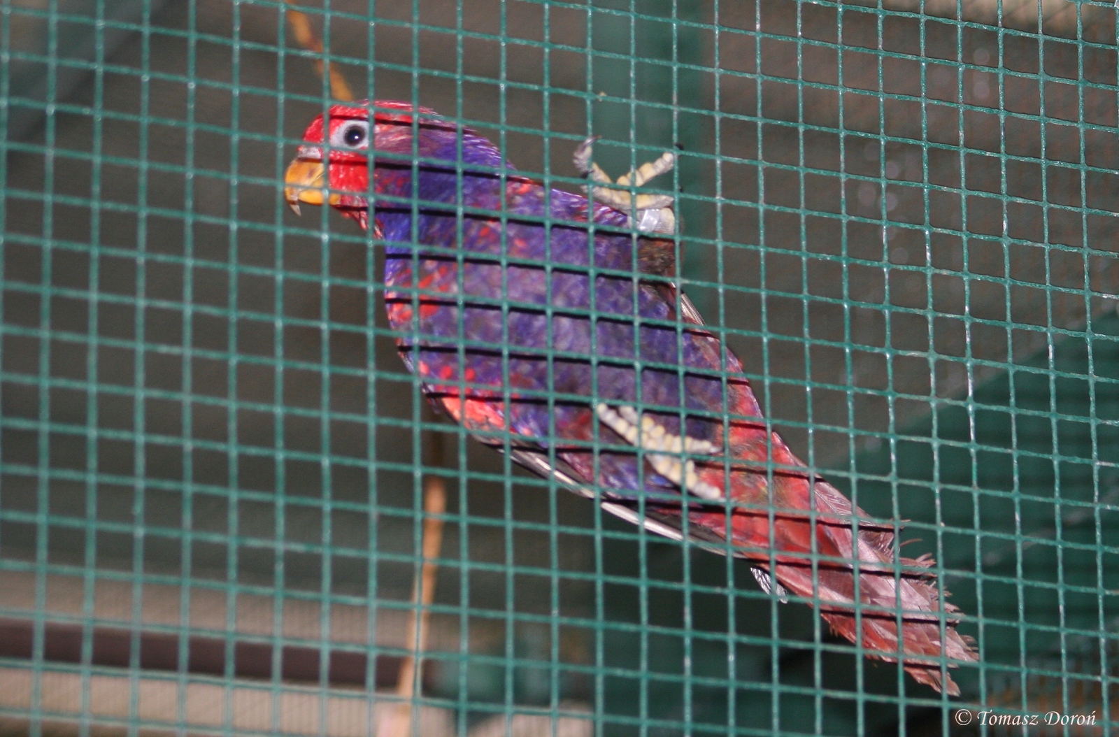 Bechstein's Violet-necked Lory (Eos squamata riciniata) October 2007