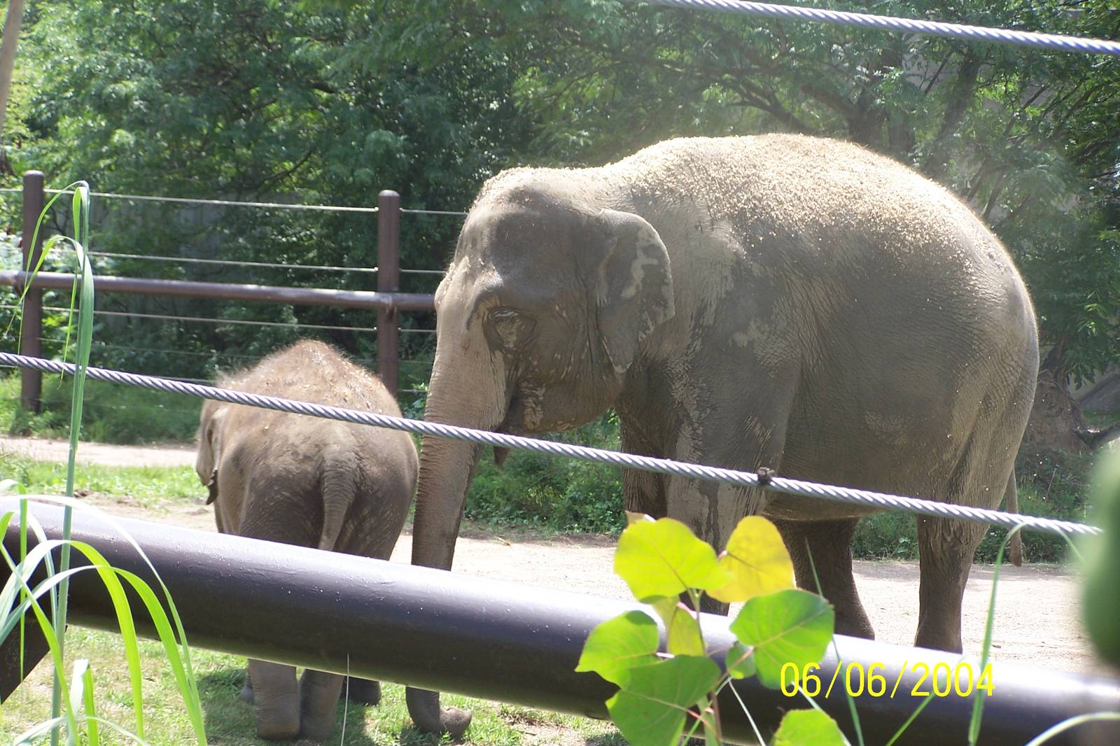 Beco and Phoebe ~ Pachyderm Building