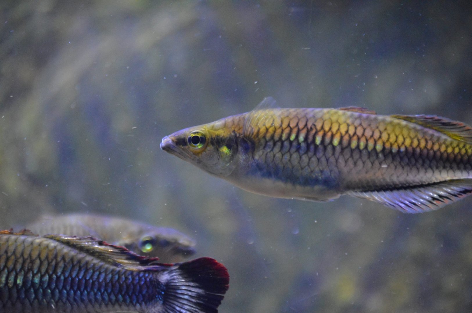 Bedotia madagascariensis