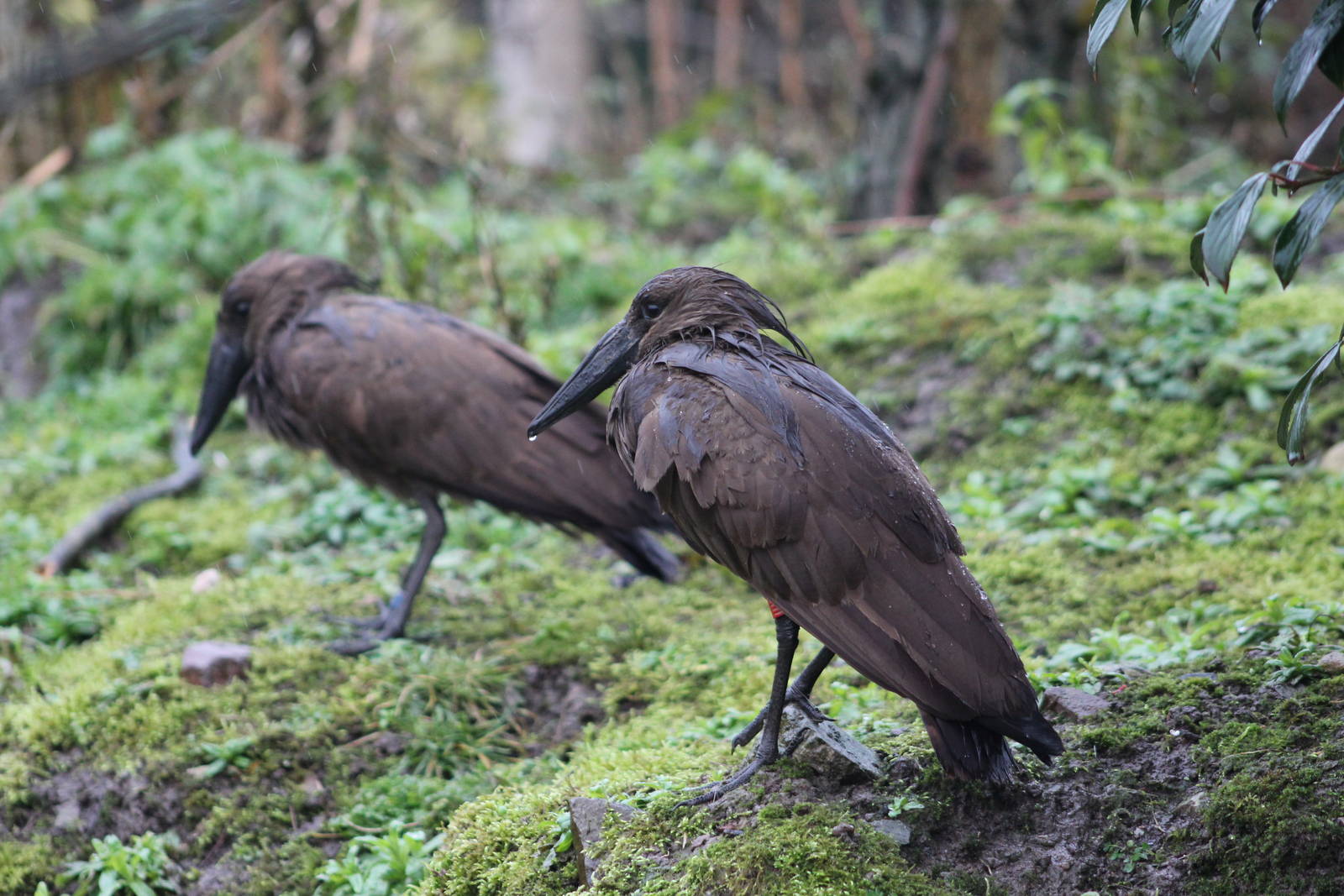 Bedraggled hamerkop