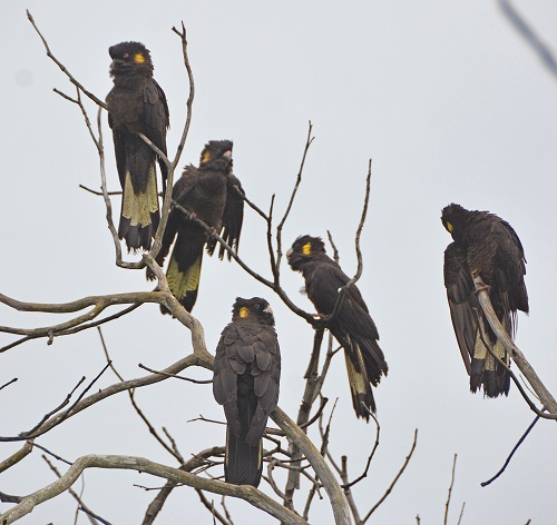 Bedraggled yellow - tailed black cockatoos, after rain.