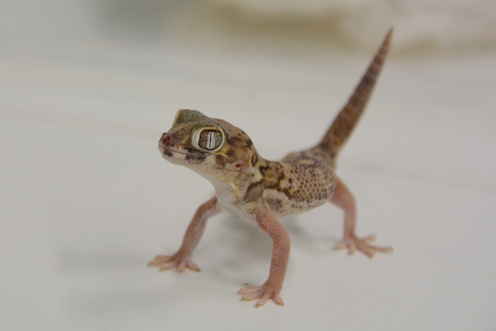 Bedraiga's wonder gecko (Teratoscincus bedriagai)