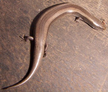 Bedriaga's Skink (Chalcides bedriagai)
