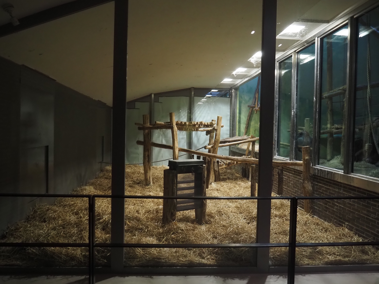 "Bedroom" exhibits and former visitor corridor - Normally part of the chimpanzee exhibit but temporarily used by gorillas during introduction, 2025-11