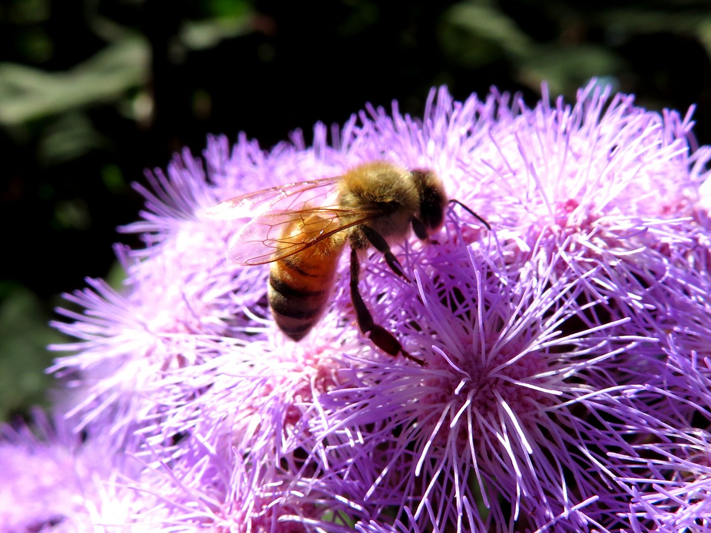Bee at Toowoomba Carnival of Flowers, Australia