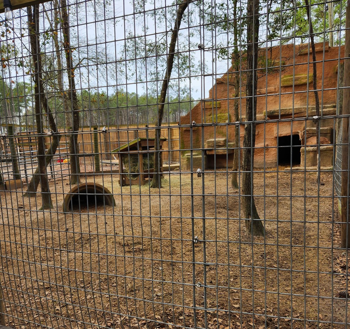 Bee City Zoo (2023) - Barbary Sheep enclosure