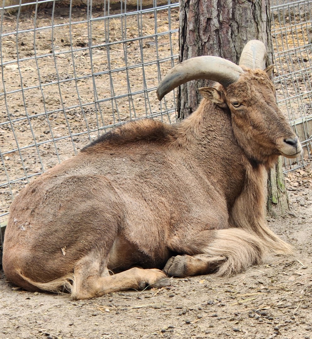 Bee City Zoo (2023) - Barbary Sheep