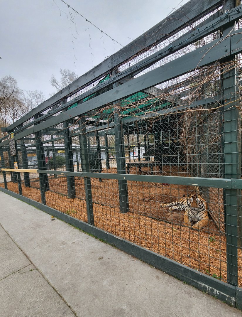 Bee City Zoo (2023) - Big Cat cage row