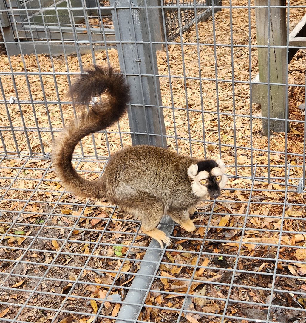 Bee City Zoo (2023) - Brown Lemur