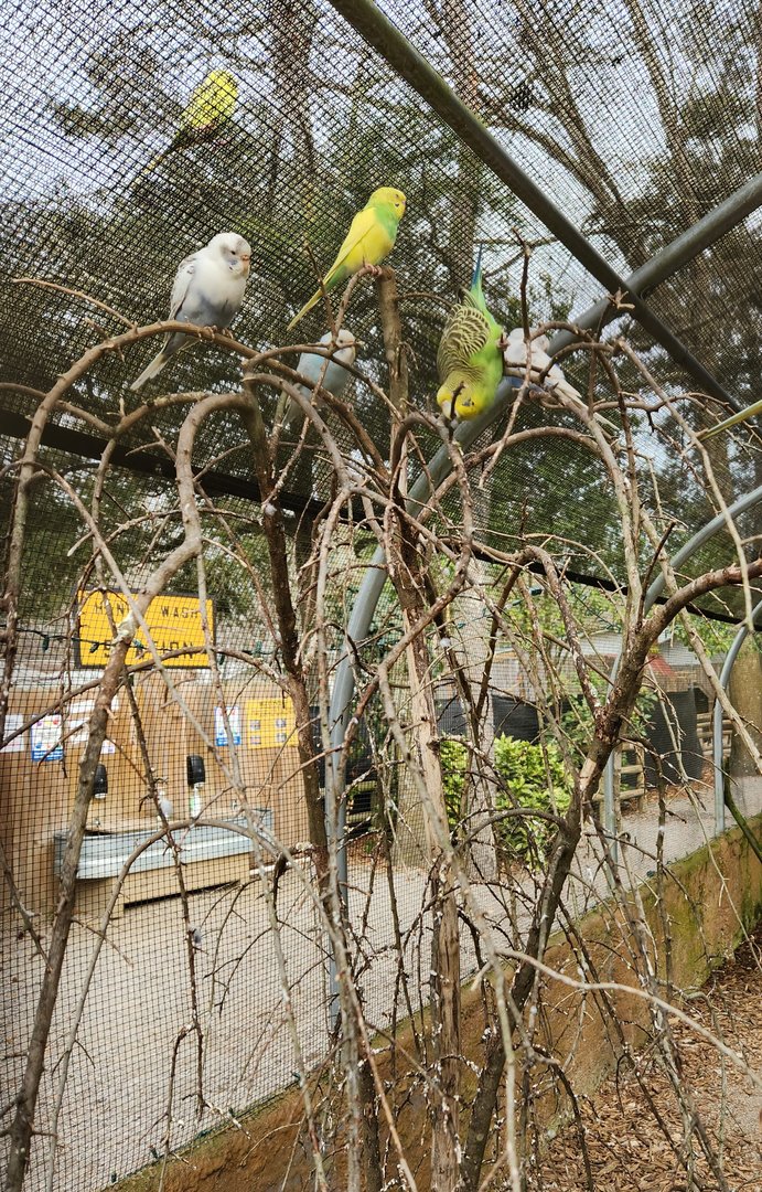 Bee City Zoo (2023) - Budgerigars