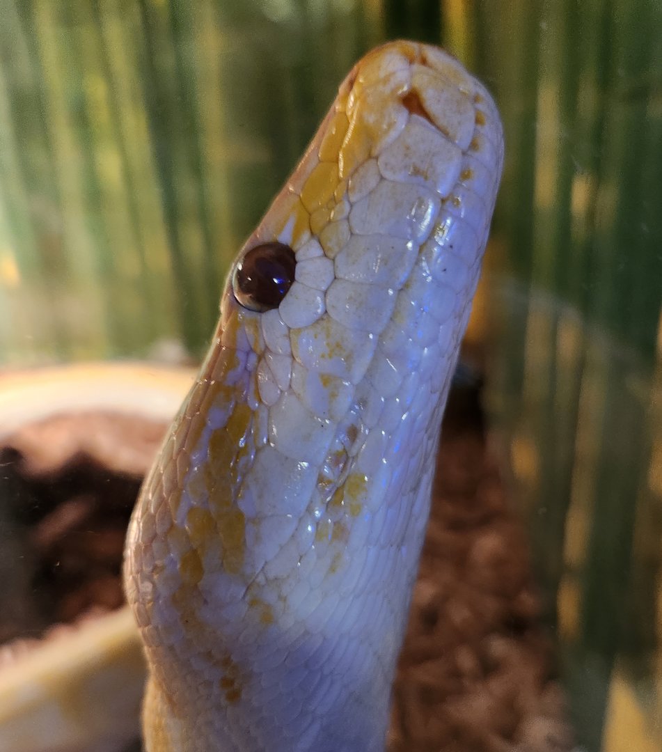 Bee City Zoo (2023) - Burmese Python albino