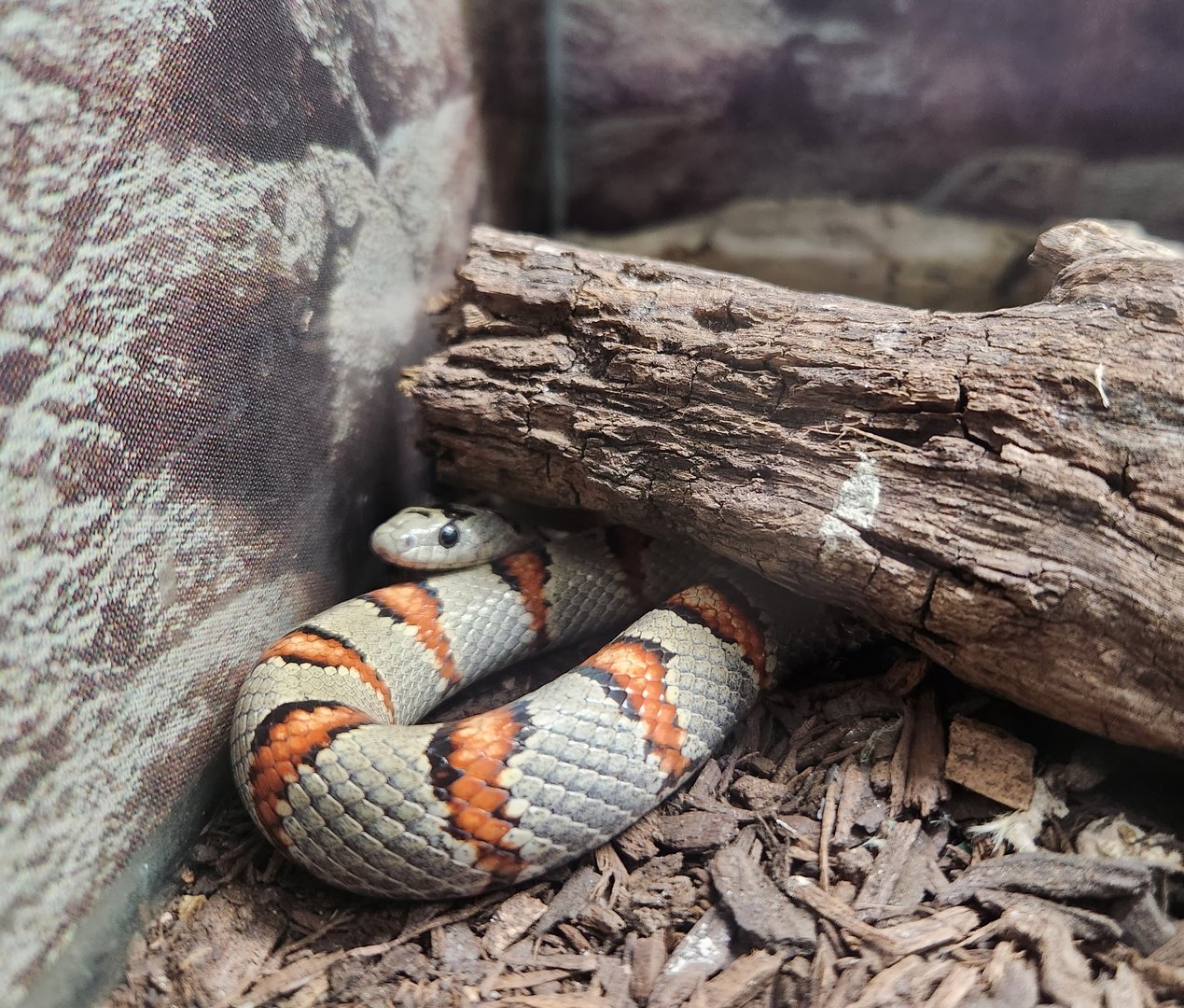 Bee City Zoo (2023) - Durango Mountain King Snake