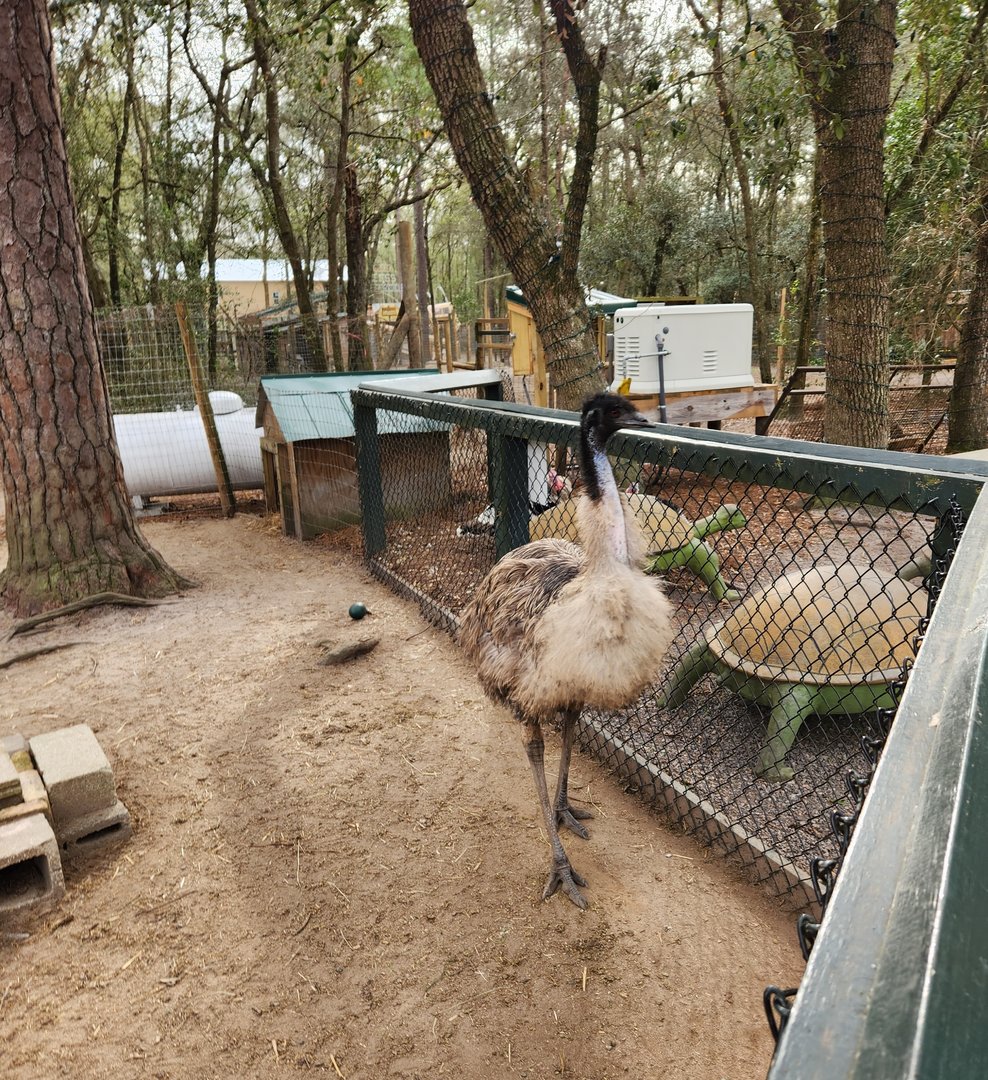 Bee City Zoo (2023) - Emu