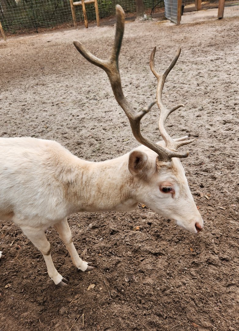 Bee City Zoo (2023) - Fallow Deer