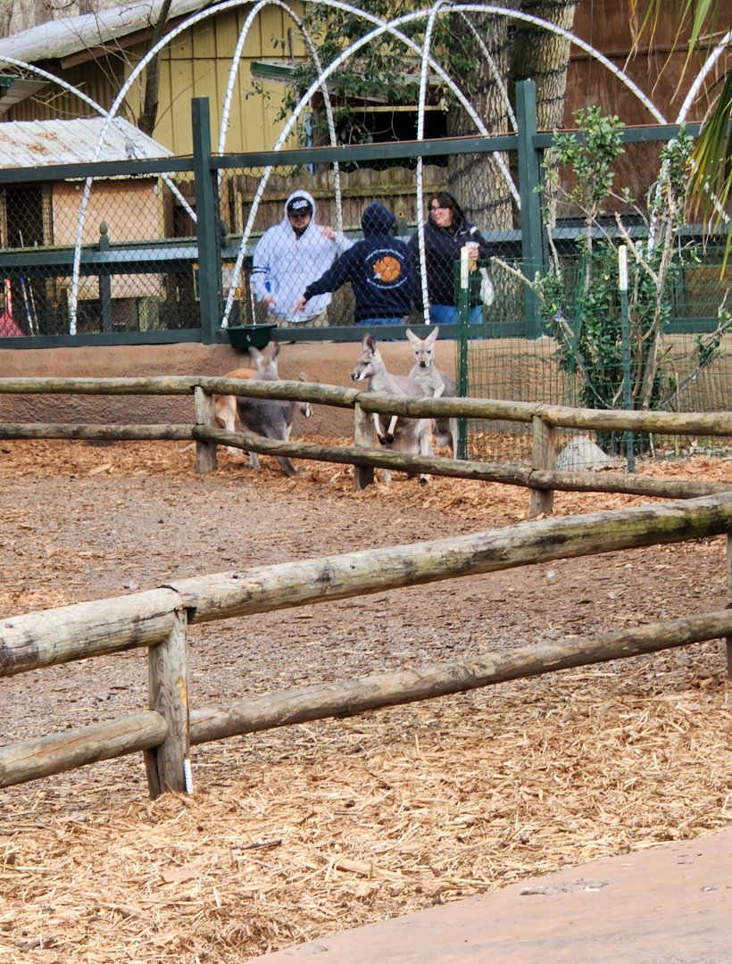 Bee City Zoo (2023) - Kangaroo walkway