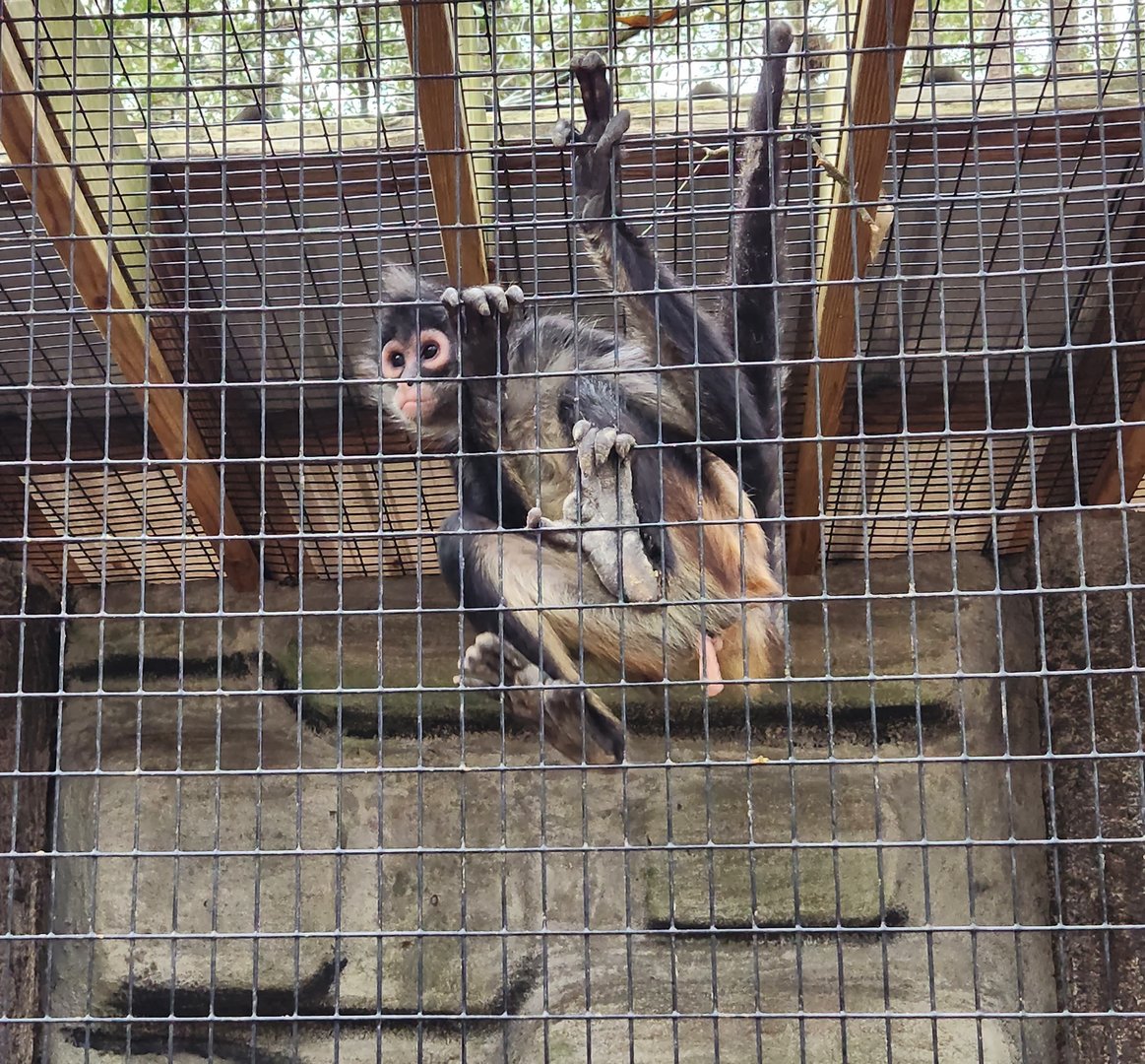 Bee City Zoo (2023) - Mexican Spider Monkey