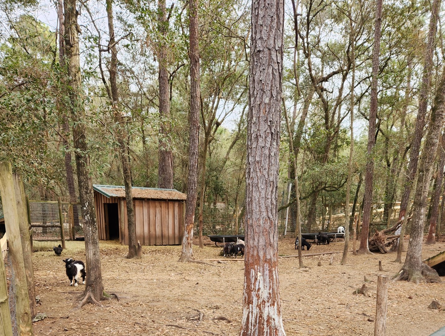 Bee City Zoo (2023) - Mini Goat yard