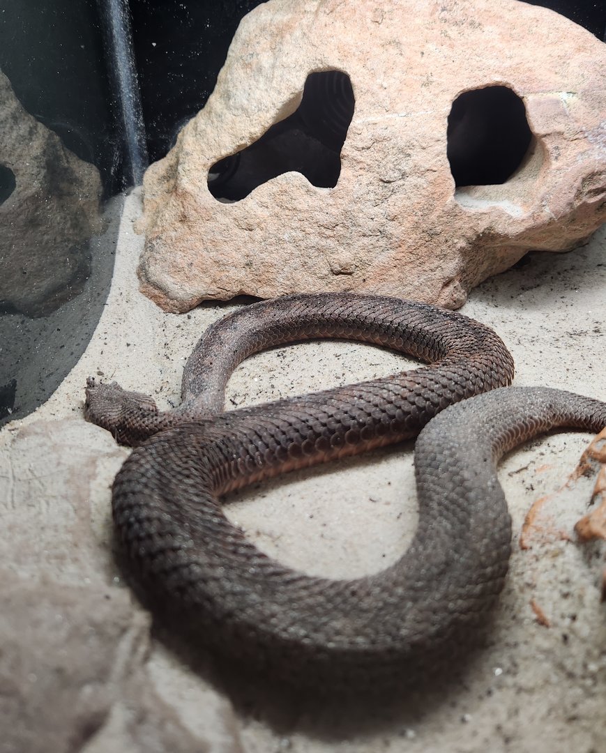 Bee City Zoo (2023) - Nose-horned Viper