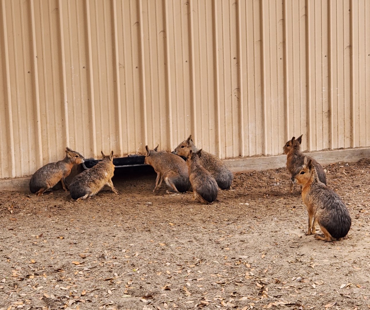 Bee City Zoo (2023) - Patagonian Maras
