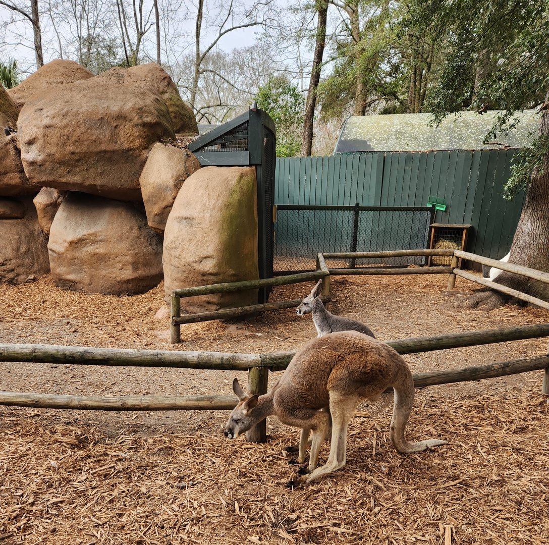 Bee City Zoo (2023) - Red Kangaroo in walkway