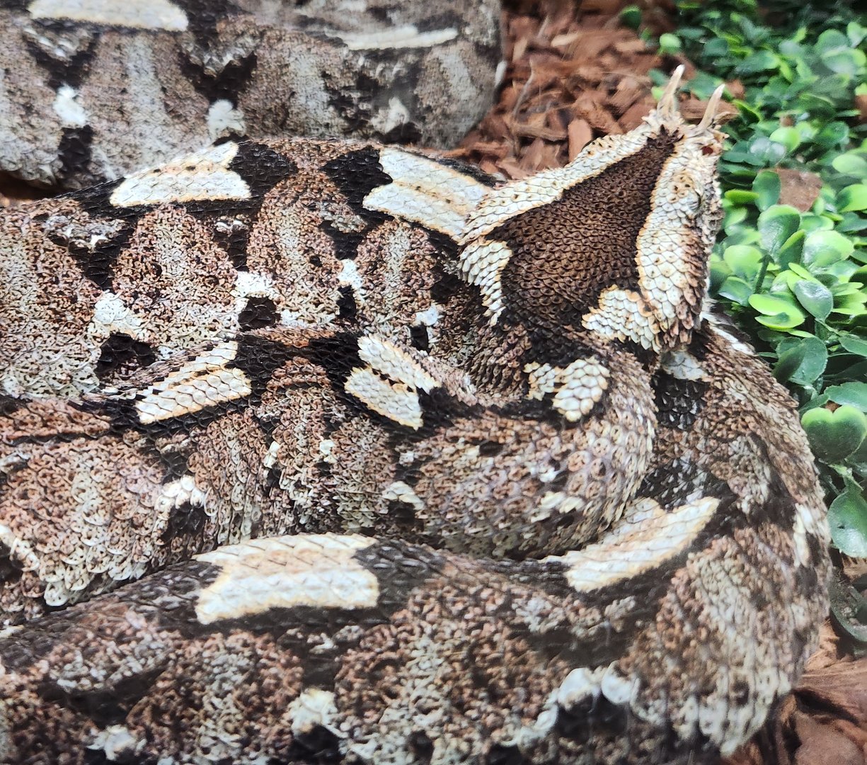 Bee City Zoo (2023) - Rhinoceros Viper