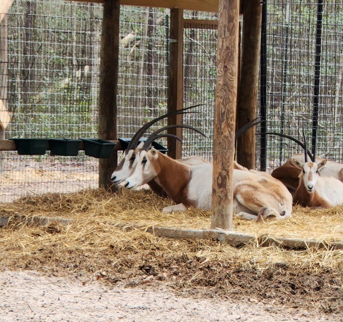 Bee City Zoo (2023) - Scimitar Oryx