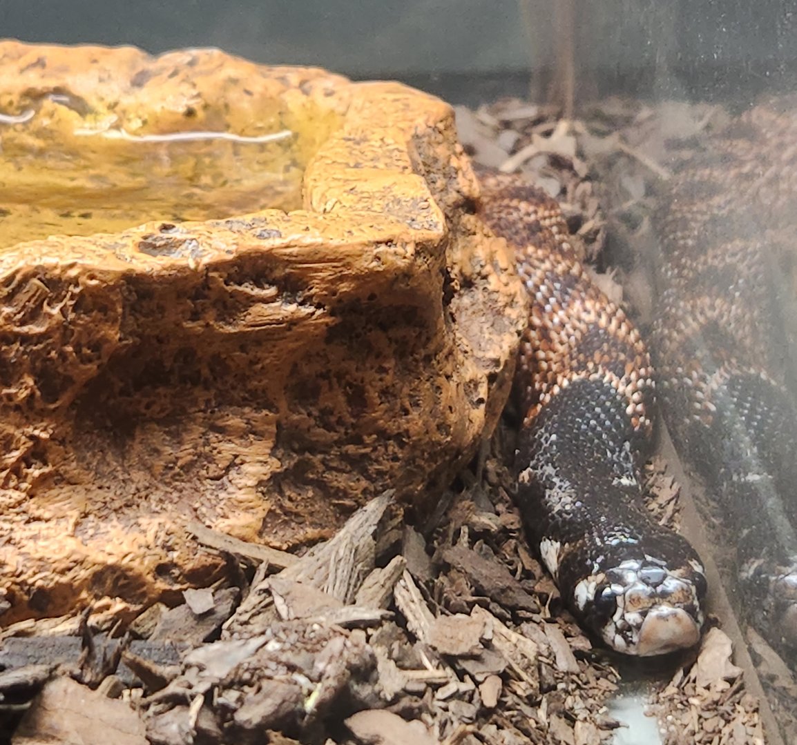 Bee City Zoo (2023) - Shield-nosed Cobra