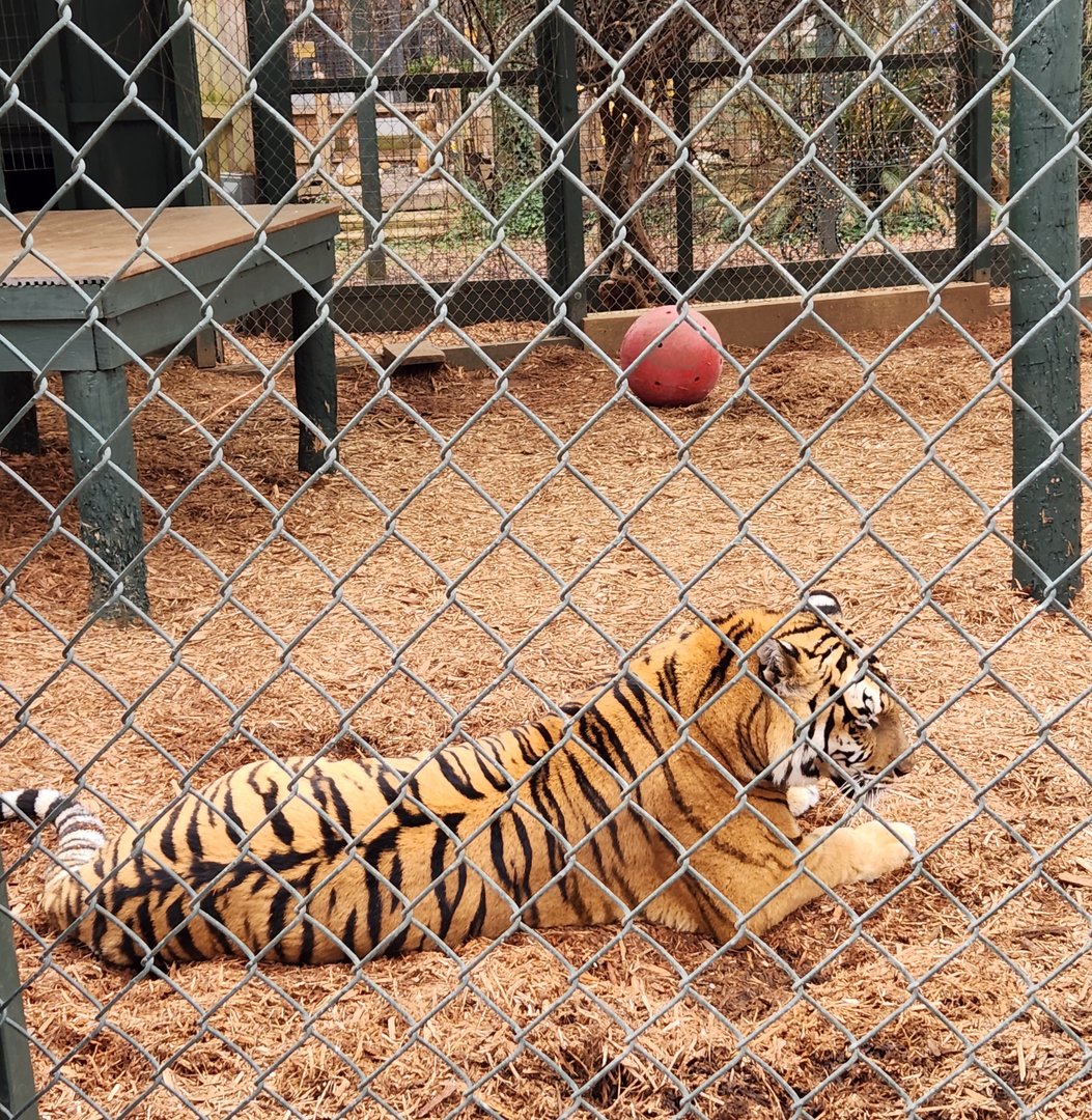 Bee City Zoo (2023) - Siberian Tiger