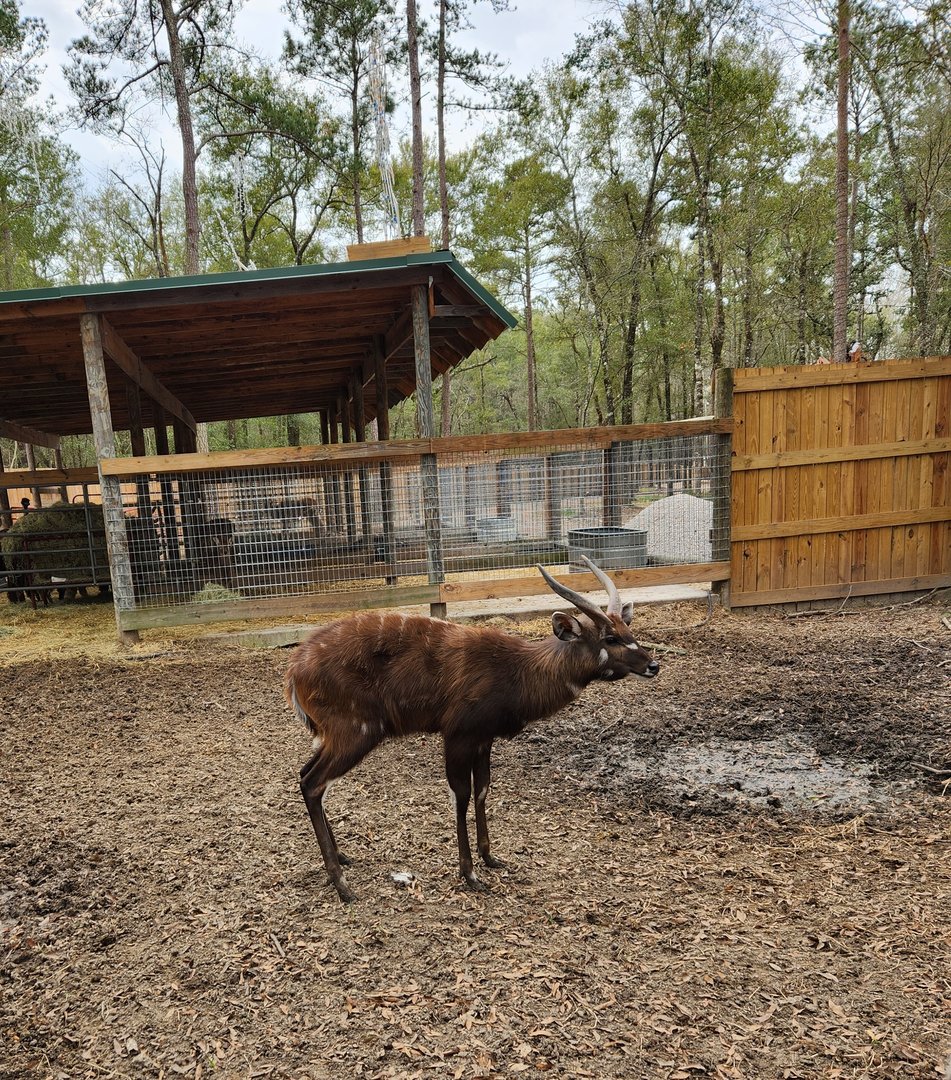 Bee City Zoo (2023) - Sitatunga