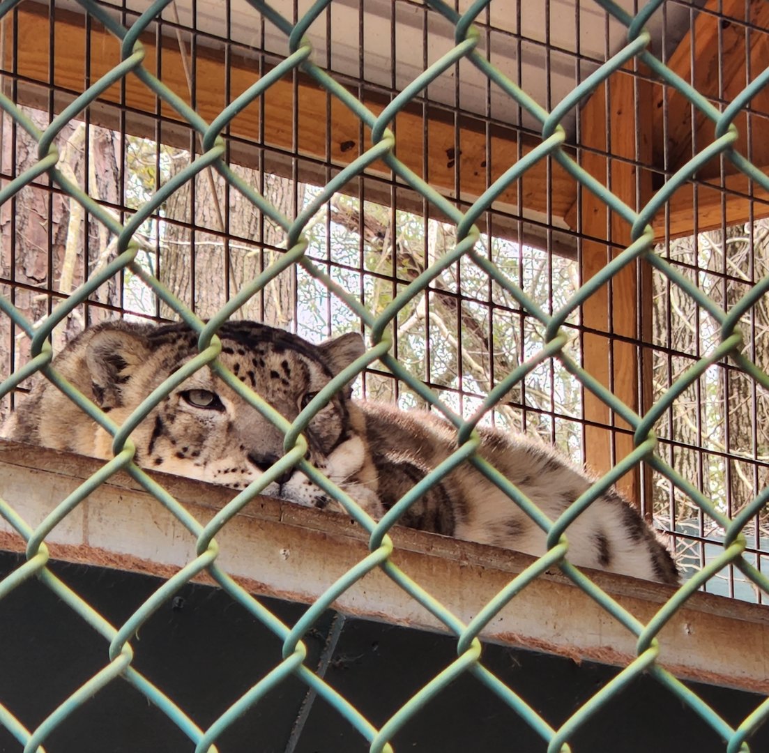 Bee City Zoo (2023) - Snow Leopard