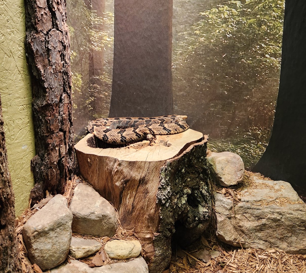 Bee City Zoo (2023) - Timber Rattlesnake