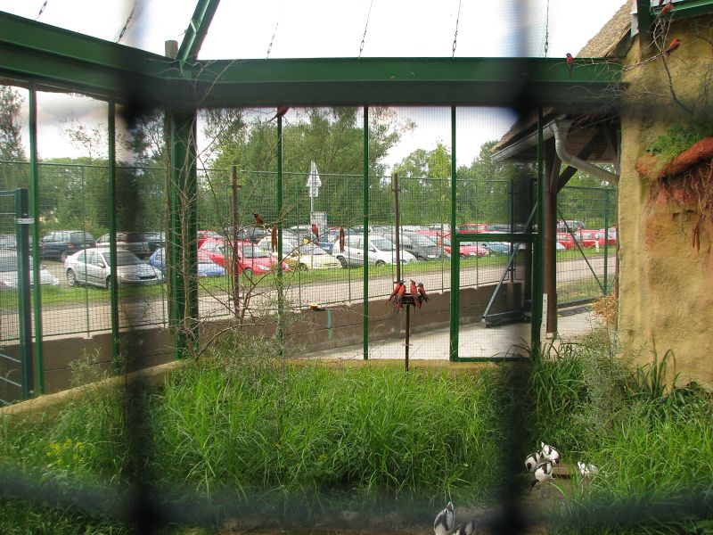 Bee-eater aviary in front of the pygmy hippo house