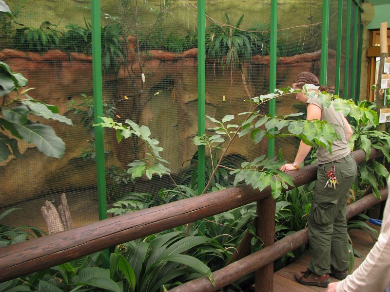 Bee-eater aviary inside pygmy hippo house