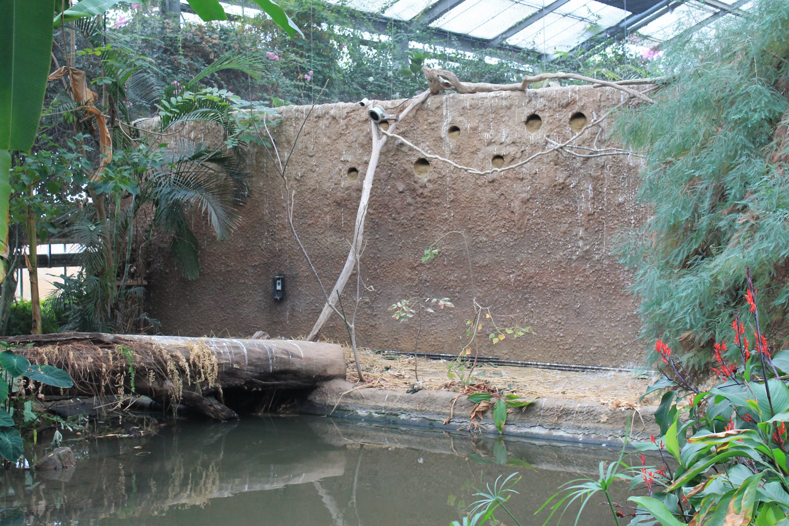 Bee-eater bank in Shoebill greenhouse