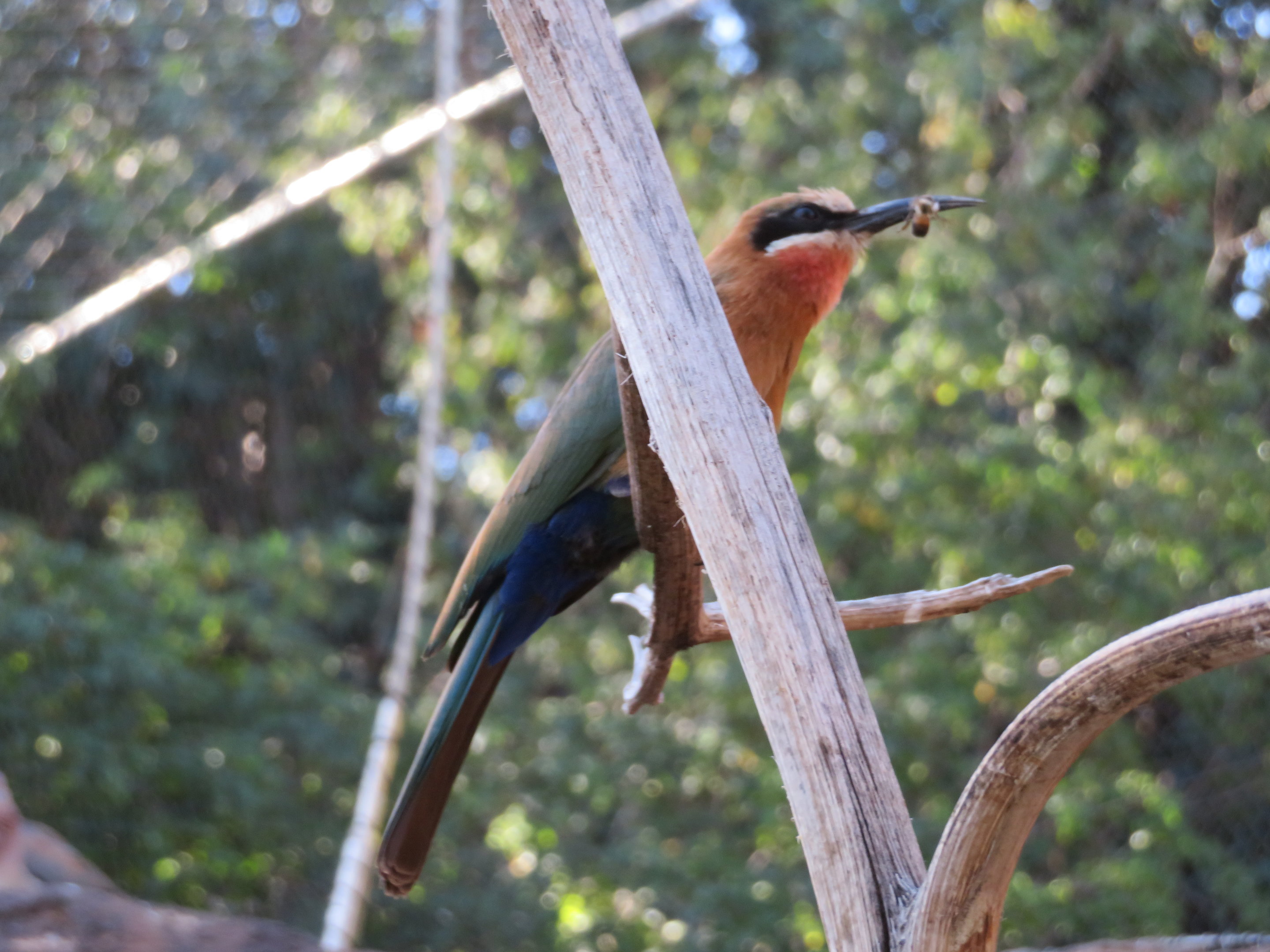 Bee-eater Eating a Bee