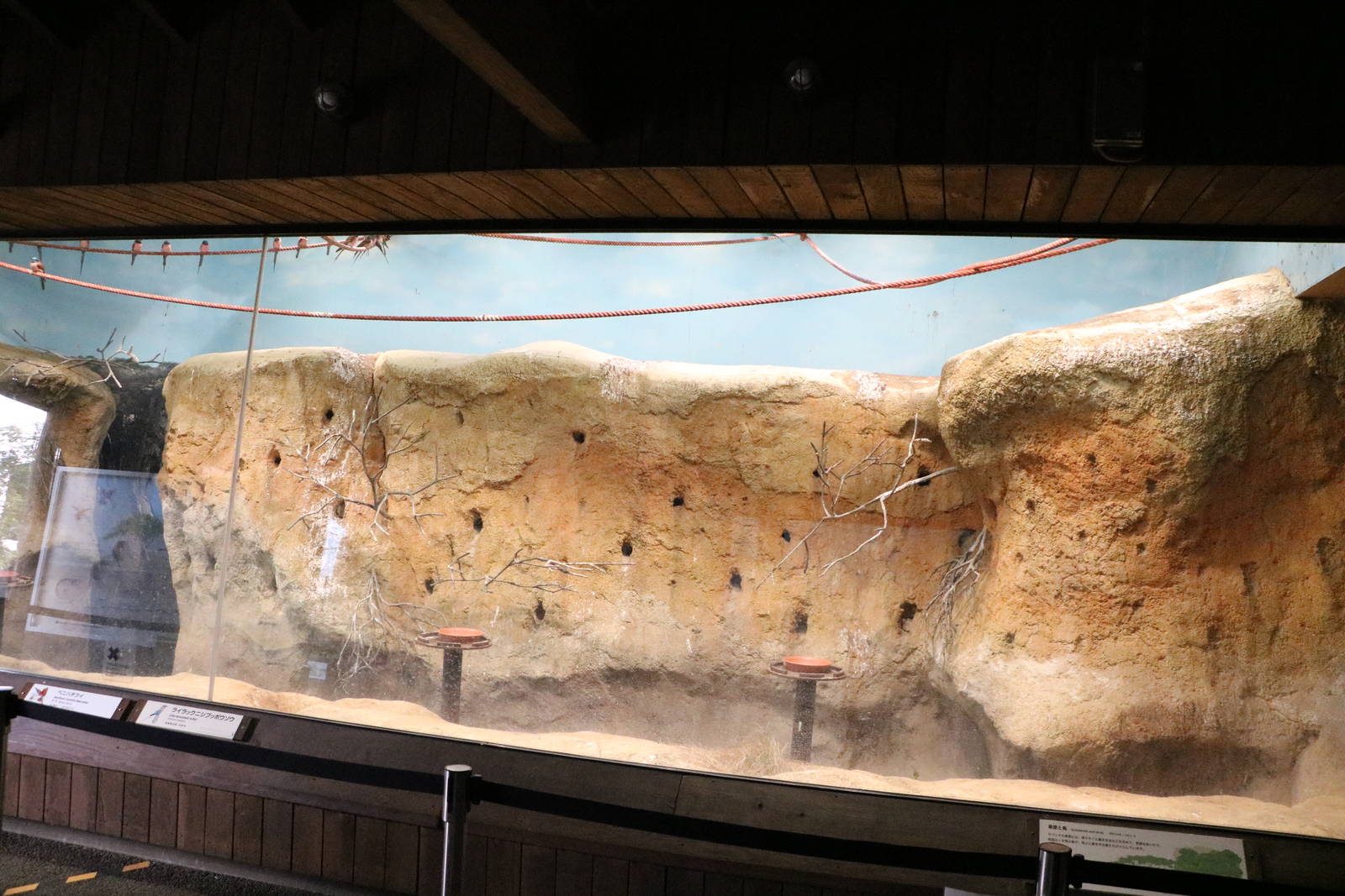 Bee-eater enclosure, February 2016