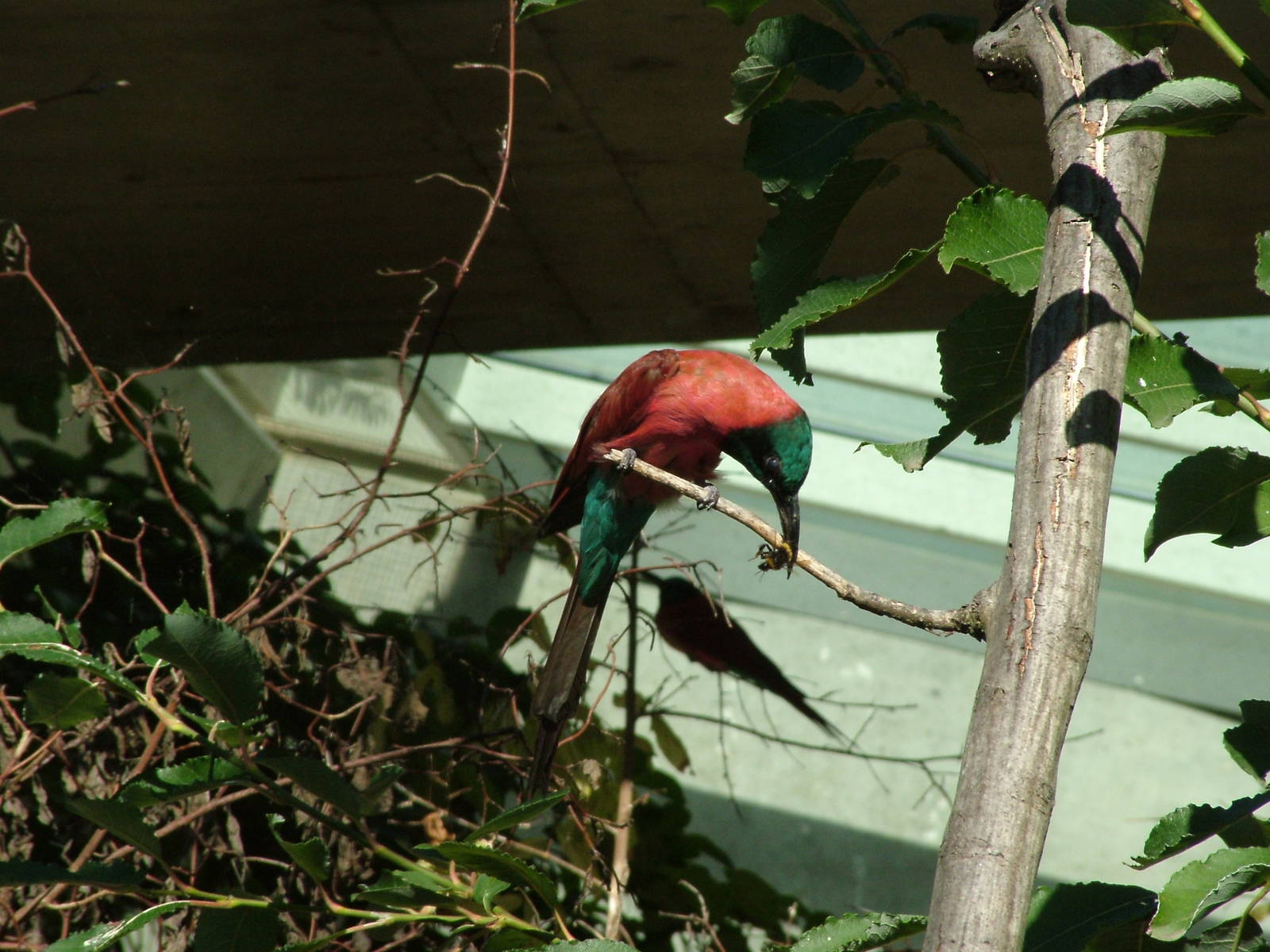 Bee-eater exhibit, Etosha House at Basel Zoo 30/08/09