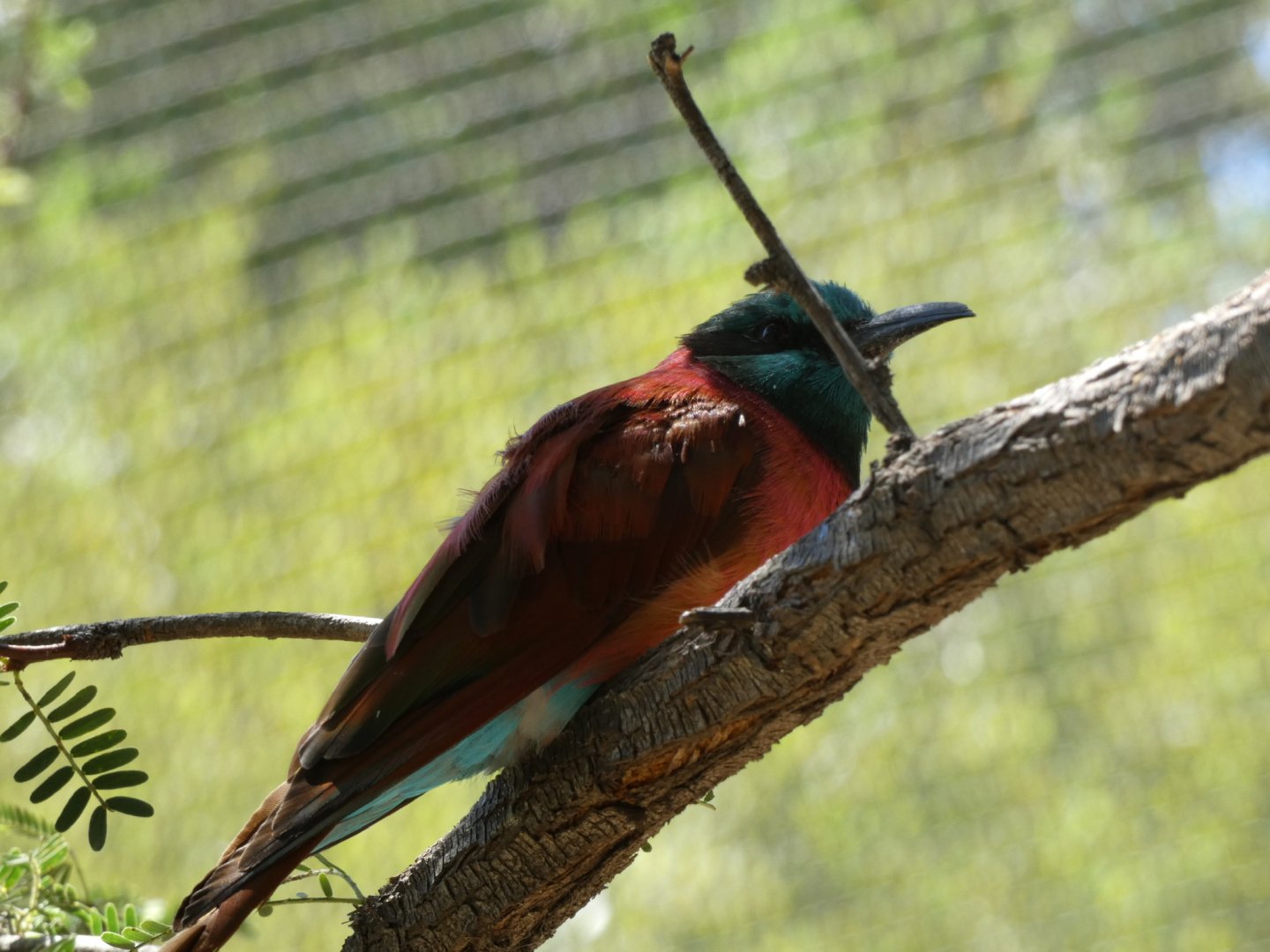 Bee eater ID? - San Diego Zoo