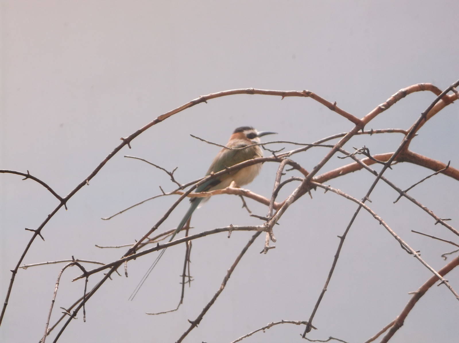 Bee-Eater ID?