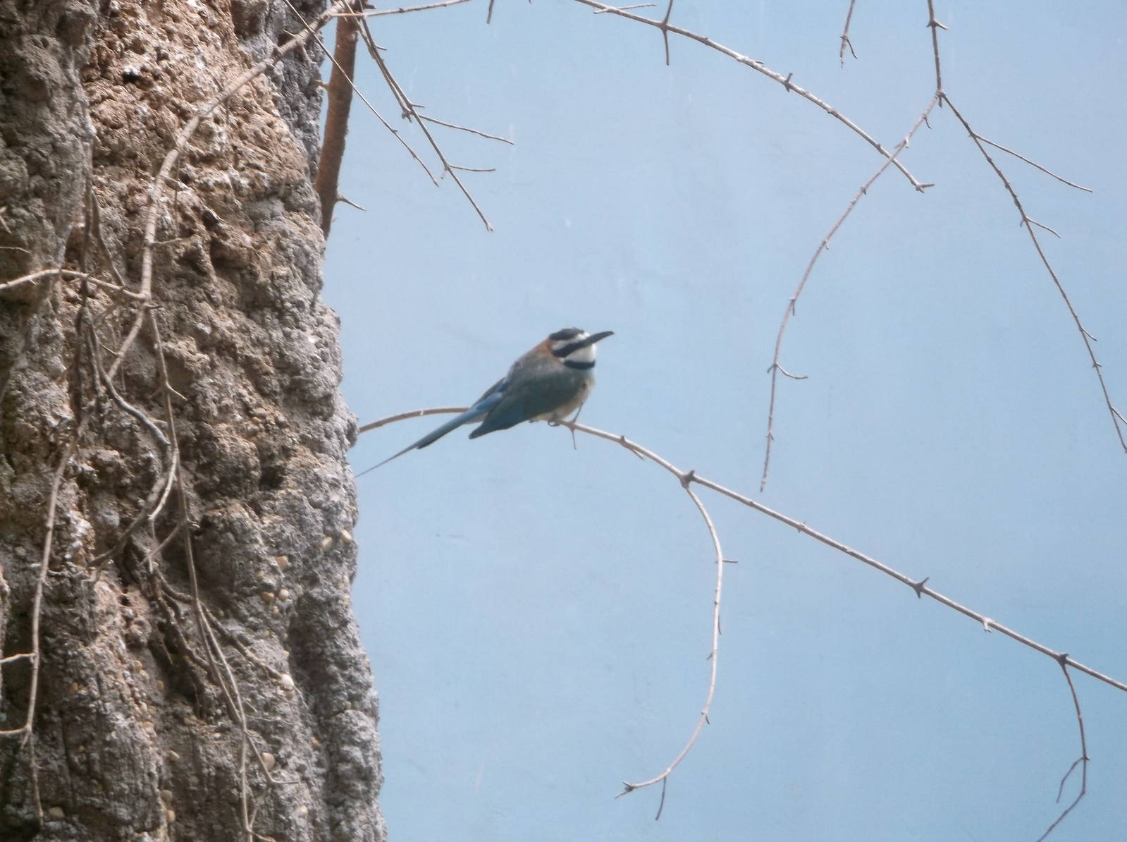 Bee-Eater ID?