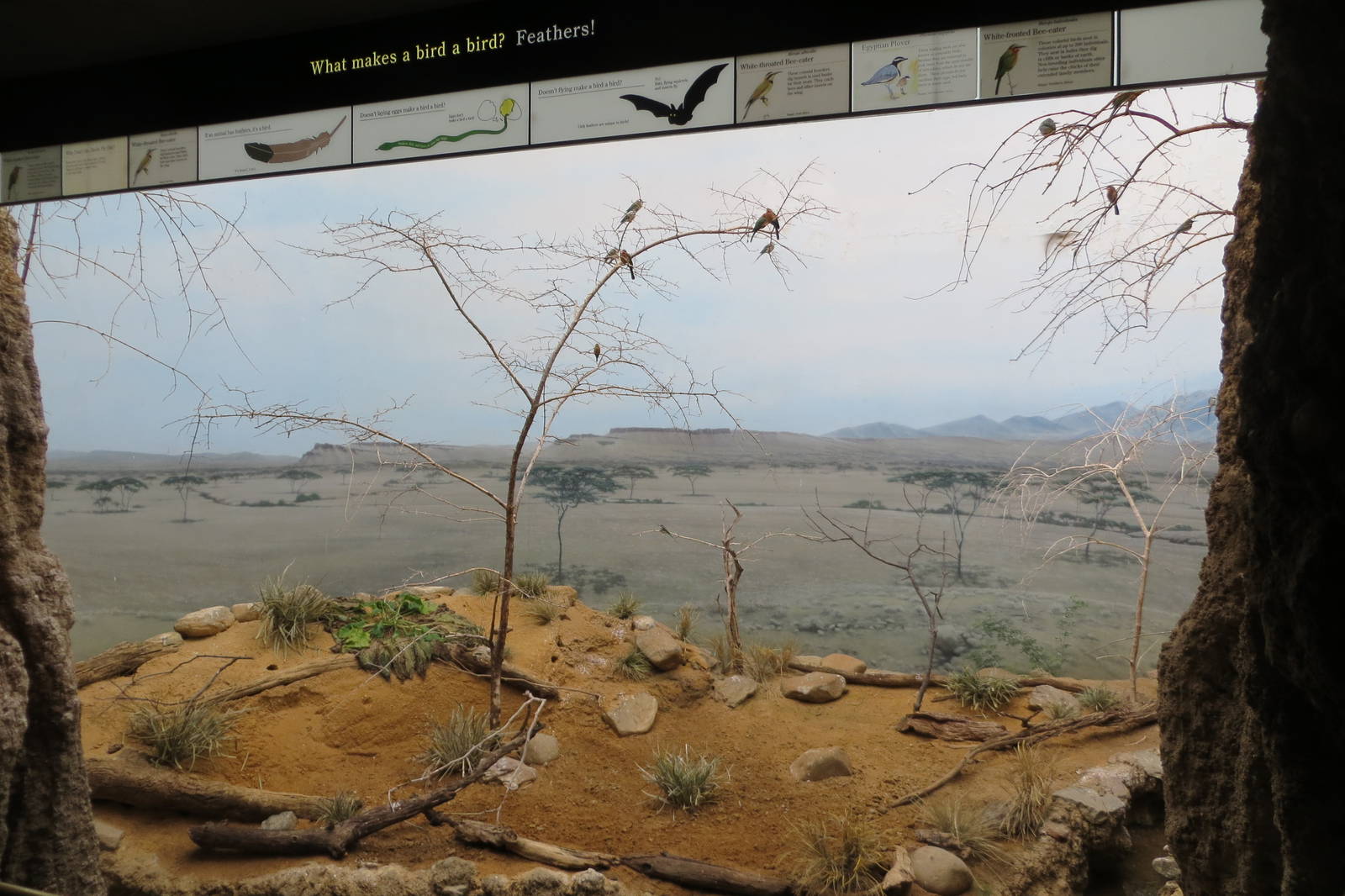 Bee-eaters exhibit 031215