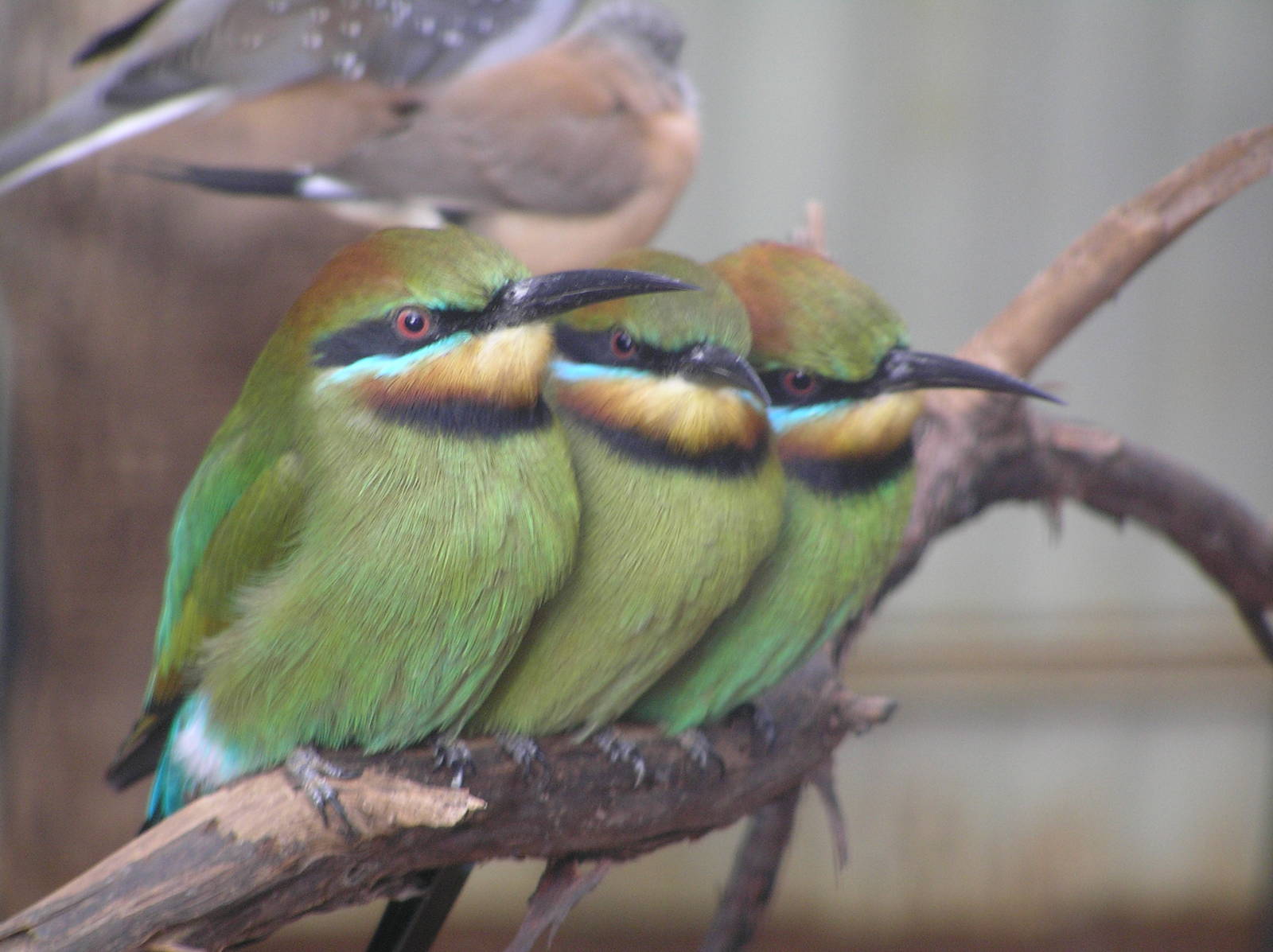 Bee eaters - Featherdale rescue centre Oz