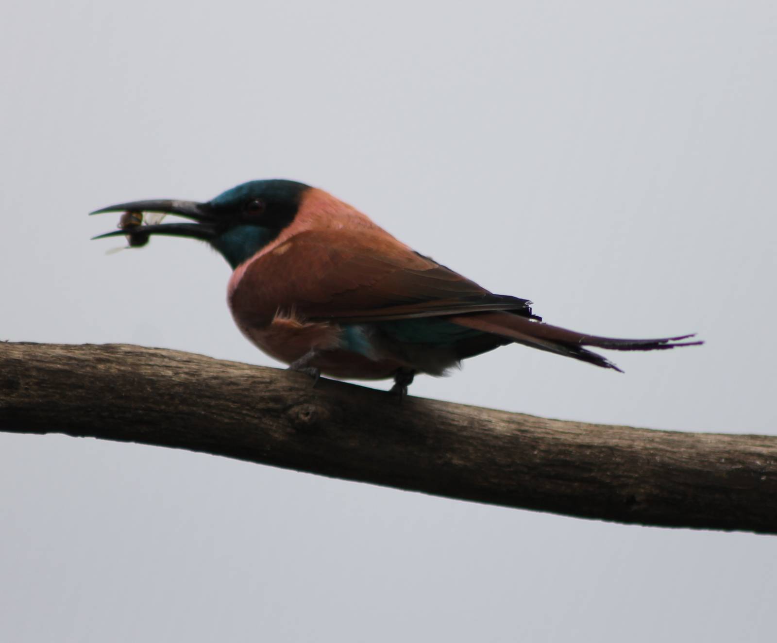 Bee-eating bee-eater