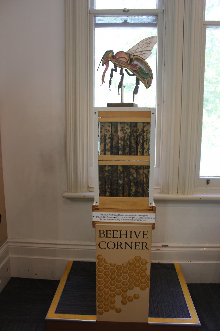 Bee exhibit