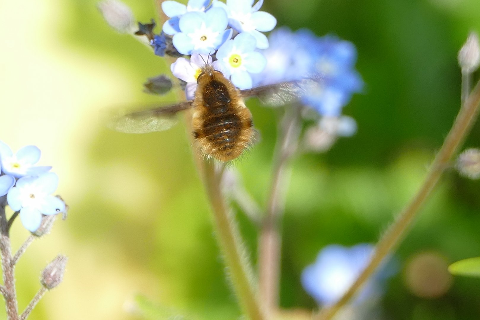 Bee-fly #1, Paignton, April 2020