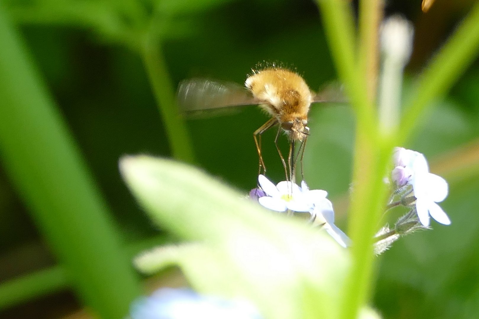 Bee-fly #2, Paignton, April 2020