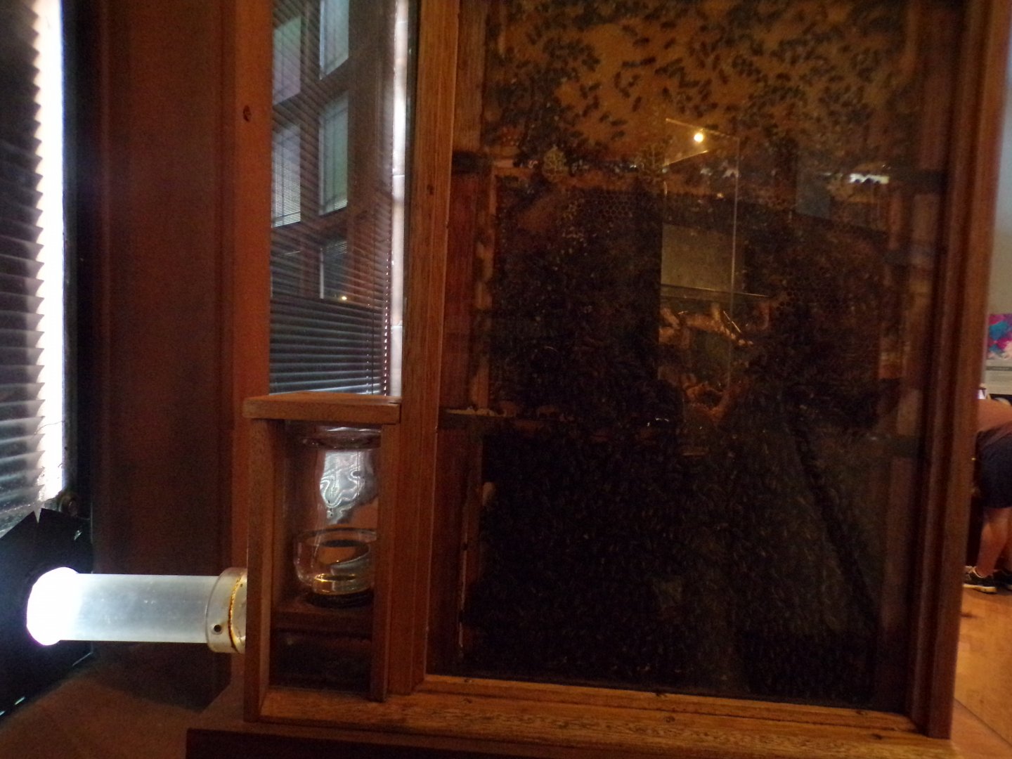 Bee hive area (with access to the outdoors) (taken at Kelvingrove museum) 12.2.24