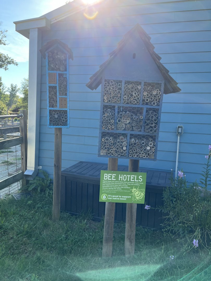 Bee Hotel
