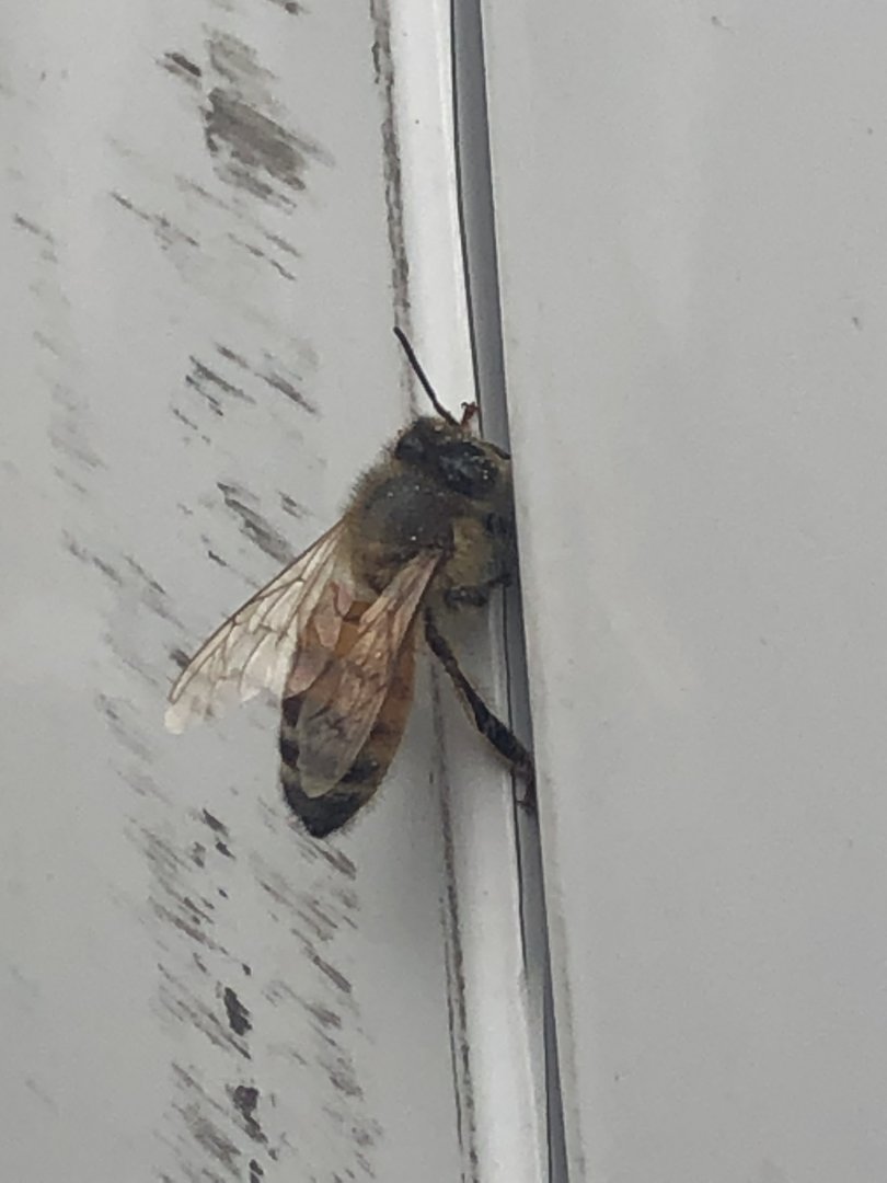 Bee ID? ~ Gozo